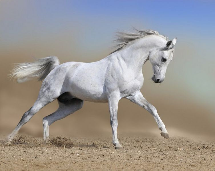 Running White Beauty