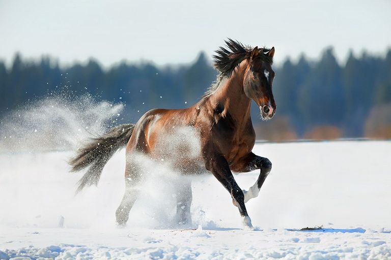 Running Horse in winter land