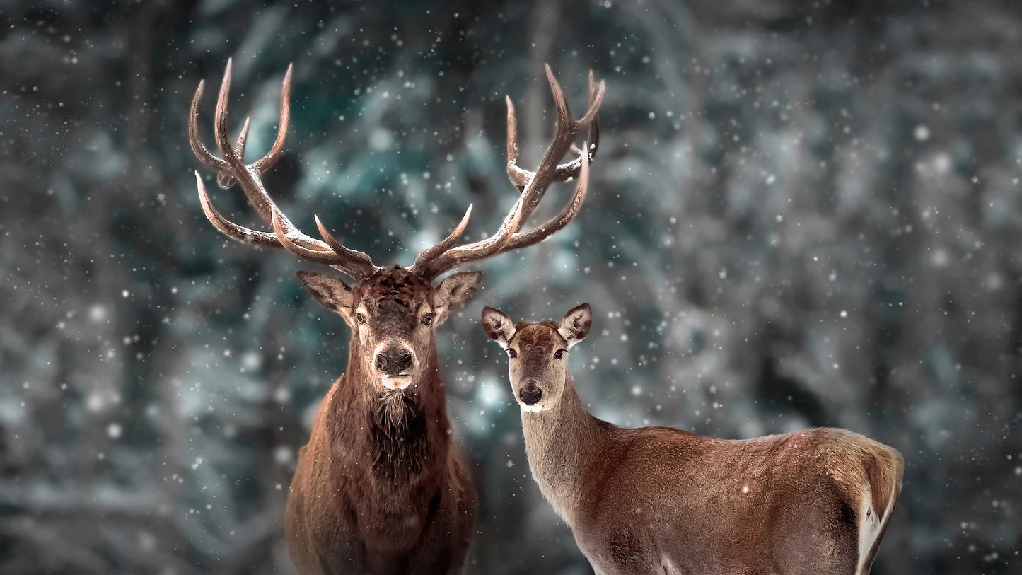Deer Couple in the snow