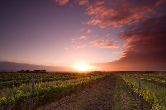 Vineyards at sunset