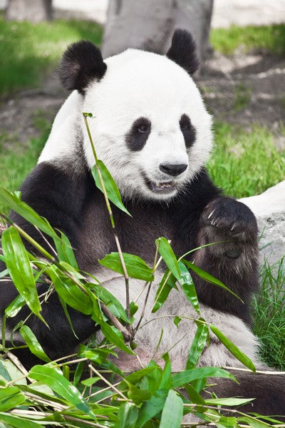 Silly Panda