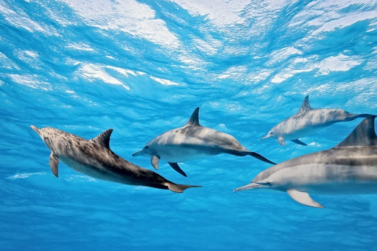 Dolphins in the Ocean